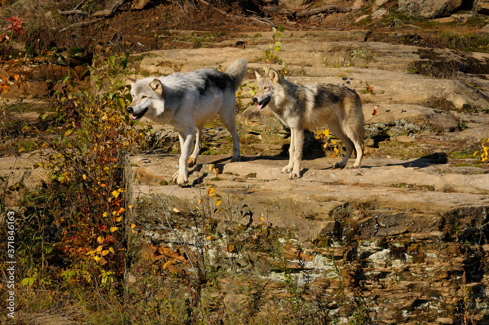Fototapeta premium Two Gray Wolves looking out from sandstone sedimentary rock at Banning State Park Minnesota