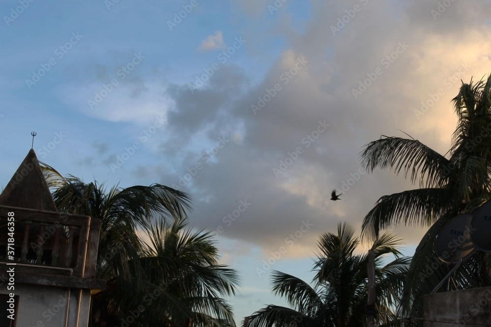 Fototapeta premium palm trees at dusk