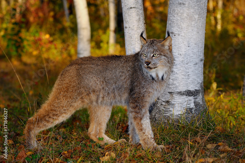 Canadian Lynx watching for prey in the shade of birch trees in a colorful Autumn forest at sunrise