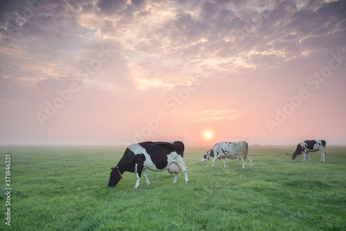 few cows grazing on summer pasture at sunrise © Olha Rohulya