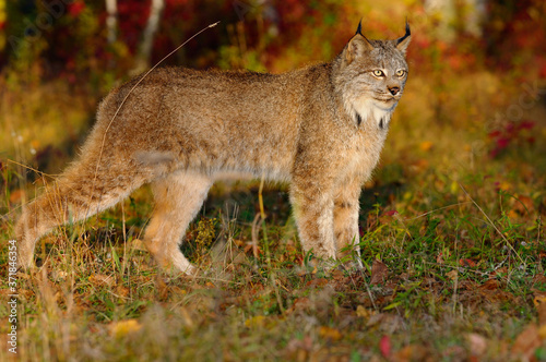 Canadian Lynx in the morning sun watching for prey at the edge of a colorful Autumn forest © Reimar