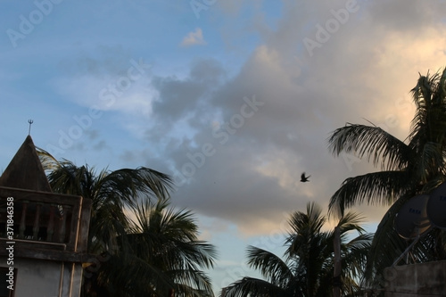 palm trees at dusk © Sayan