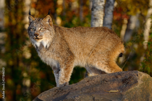 Photography Staring Canadian Lynx standing on a rock in a birch forest in Autumn at sunrise