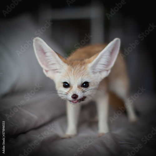 Fennec fox cub eats meat on a bed © Farinoza