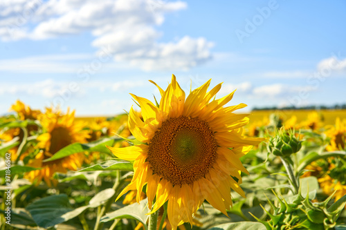 Sunflower agricultural field cloudy sky background