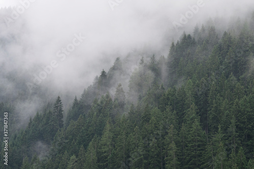 Misty Forest in South Tyrol, Italy