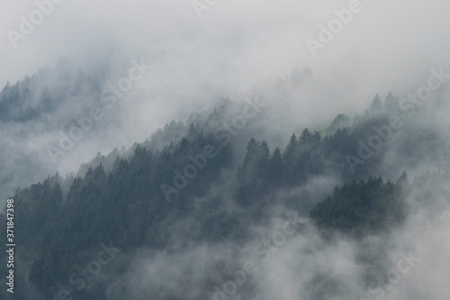 Misty Forest in South Tyrol, Italy