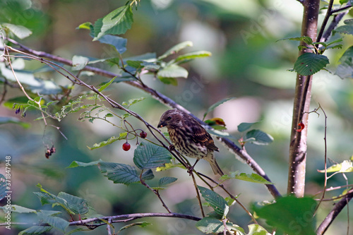 un bruant mange des petits fruits dans un arbre photo