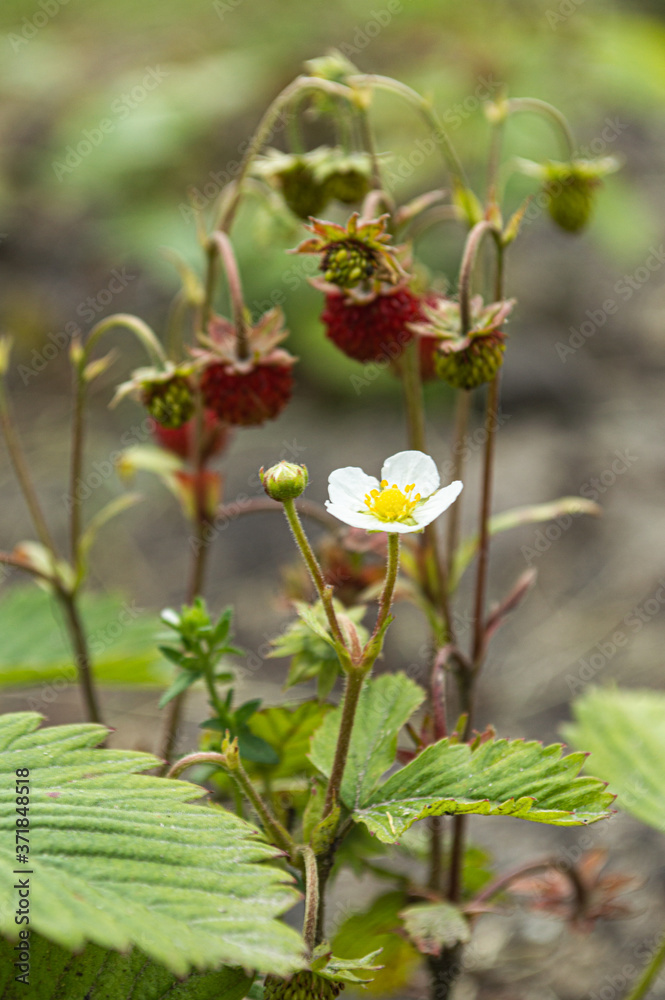 Strawberry plant with flowers and berries, summer sunny day. Strawberry plant with flowers and berries, summer sunny day.