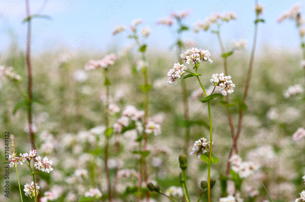 Blooming buckwheat
Beautiful scenery of a buckwheat field showing white buckwheat flowers in bloom. Close. The concept of a good harvest.