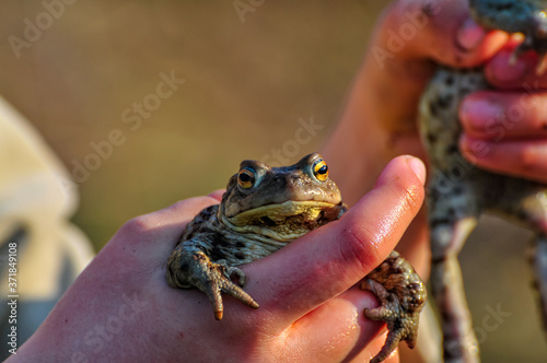 closeup of a frog in hand