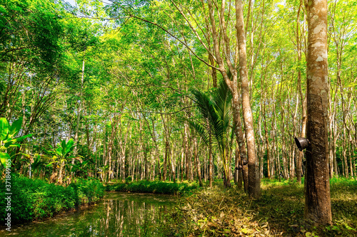 Latex rubber plantation or para rubber tree in southern Thailand