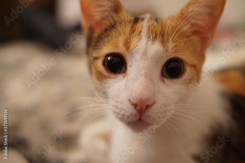 Primer plano de gato blanco y dorado con pupilas dilatadas