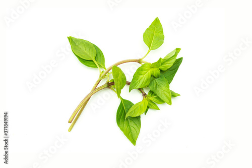 Green basil leaves on a white background. High quality photo