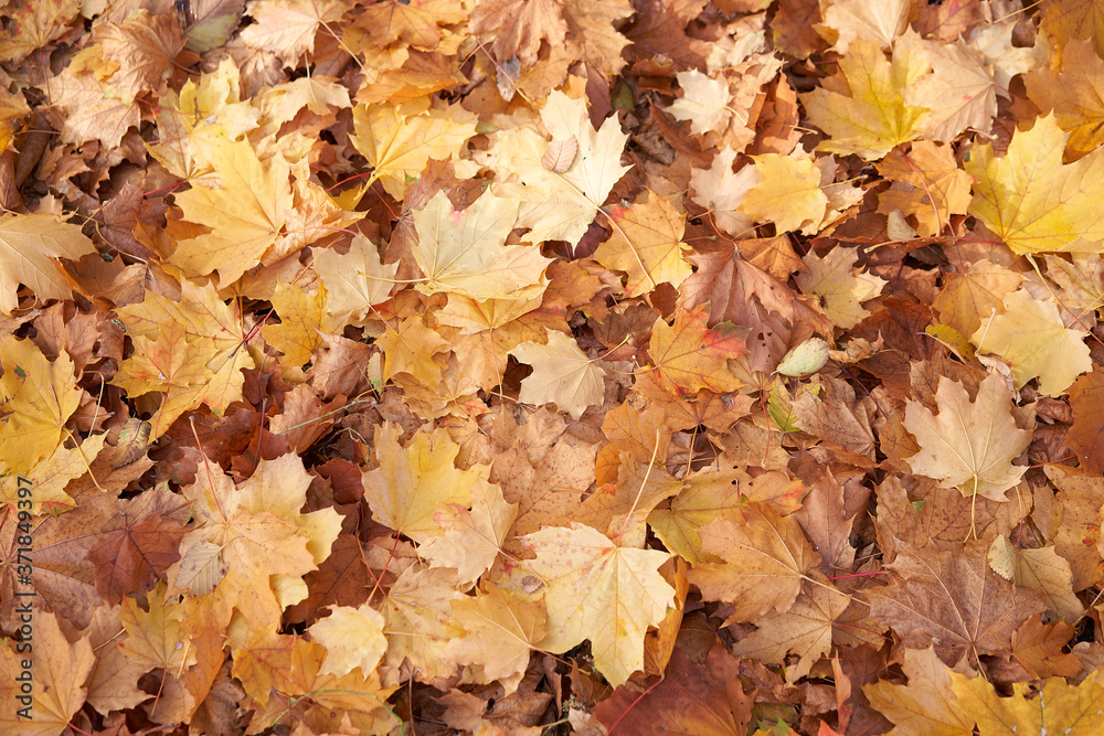 Maple autumn dry leaves background Lies on the ground Maple autumn dry leaves background Lies on the ground
