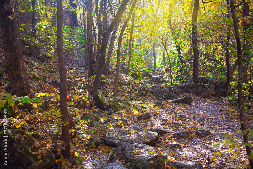 Walking in autumnal forest  . Path with rocks in the woodland