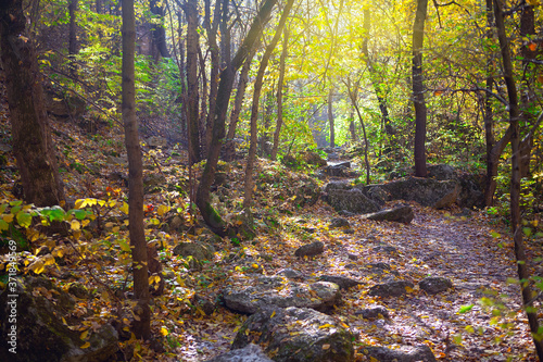 Fototapeta Naklejka Na Ścianę i Meble -  Walking in autumnal forest  . Path with rocks in the woodland