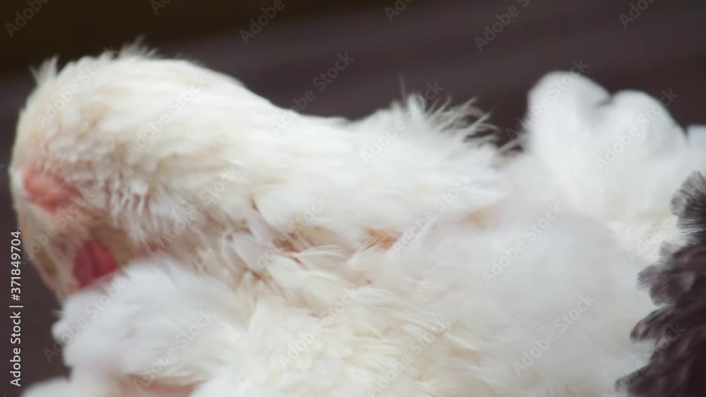 white Chick peels feathers while sitting in a barn on a farm. copy space white Chick peels feathers while sitting in a barn on a farm. copy space