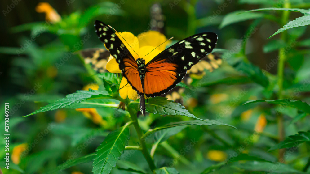 Obraz premium Butterfly landed on yellow flower