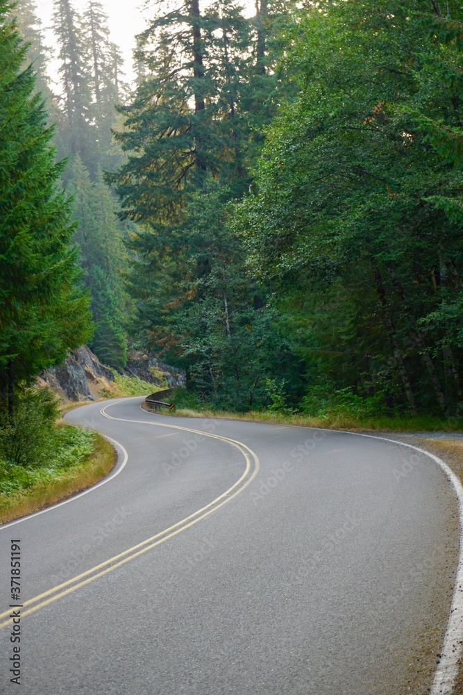 Obraz premium road in the forest