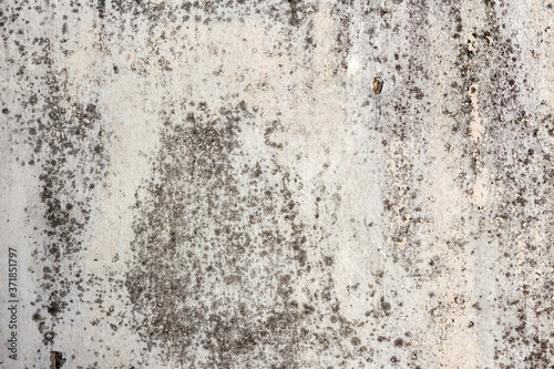 Old concrete wall in mold