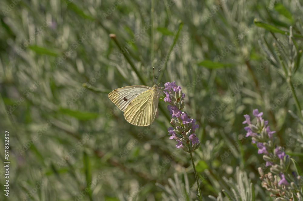 brimstone butterfly on a lavender flower brimstone butterfly on a lavender flower