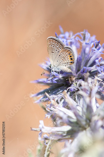 Mücevher Kelebeği » Chilades trochylus » photo