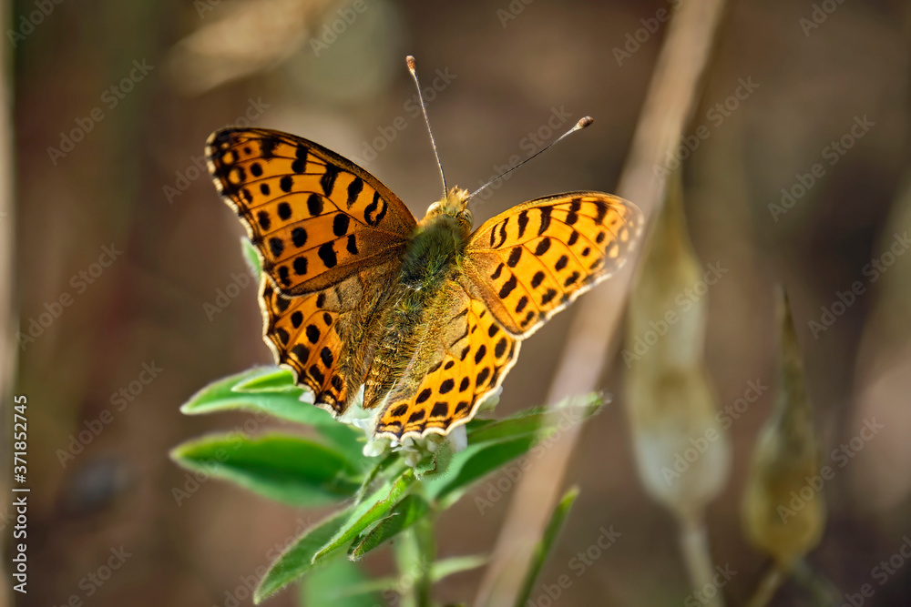 Obraz premium Kleiner Perlmuttfalter ( Issoria lathonia, Syn.: Argynnis lathonia ).