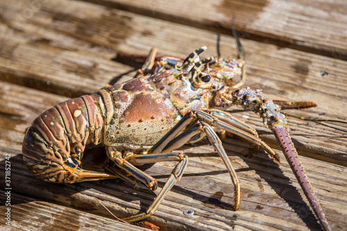 Live lobster - Macro