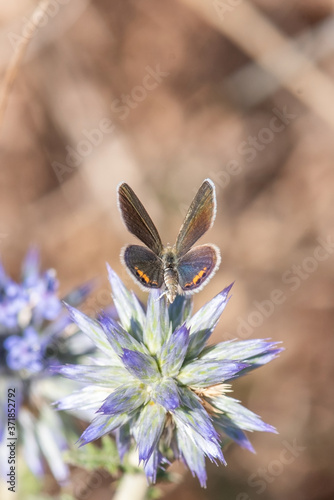 Mücevher Kelebeği » Chilades trochylus » photo