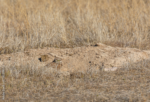 Burrowing Owl in the Utah Desert