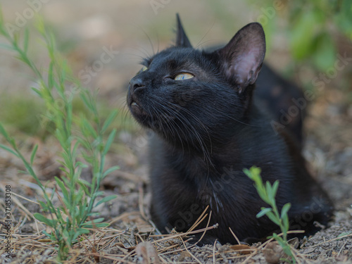 chat noir