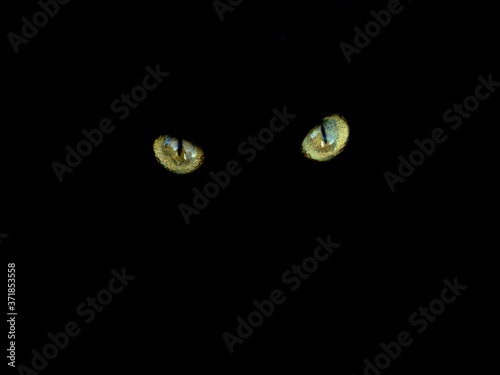yeux de chats
