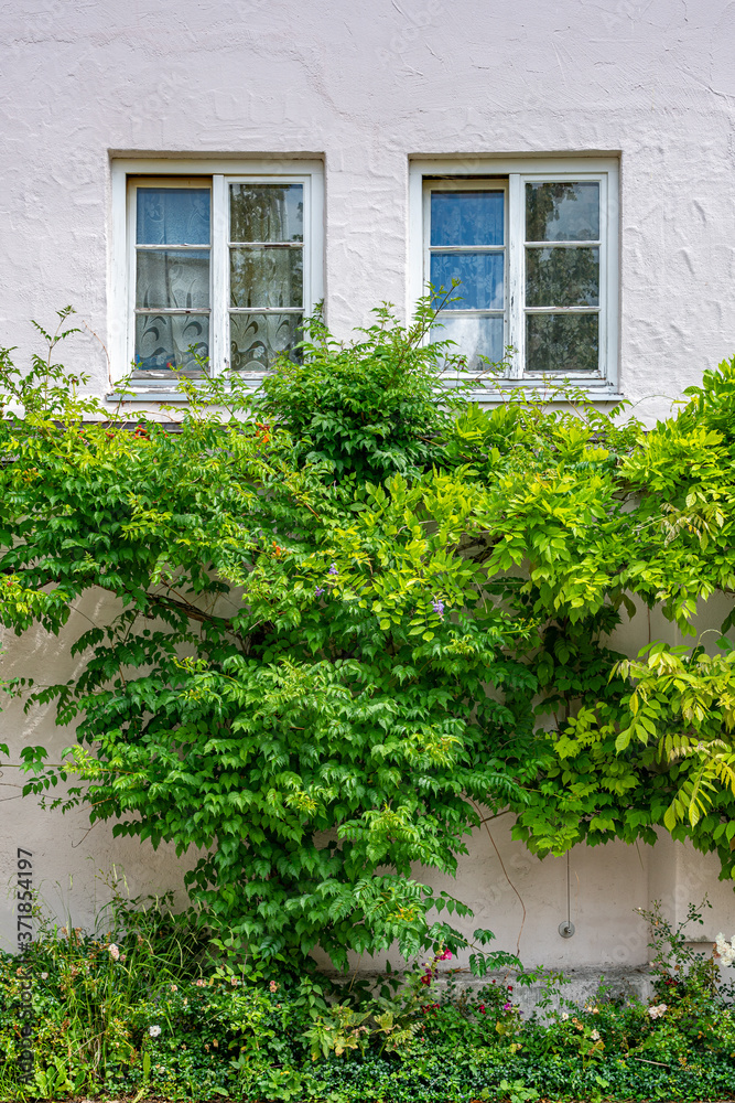 Pflanzen ranken an einem Haus bis zu den Fenstern empor