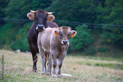 Vaca y ternera en el campo  photo