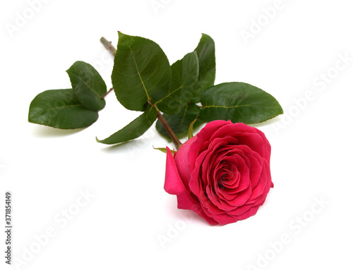 Fototapeta Naklejka Na Ścianę i Meble -  Single red rose flower isolated on white background 