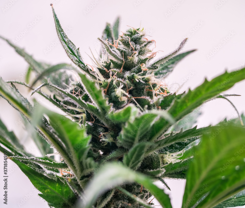 Obraz premium Close up shot of a cannabis plant blossom