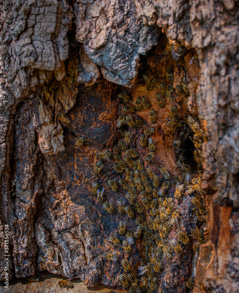 bee tree - bees (apis mellifera) living in tree bee tree - bees (apis mellifera) living in tree