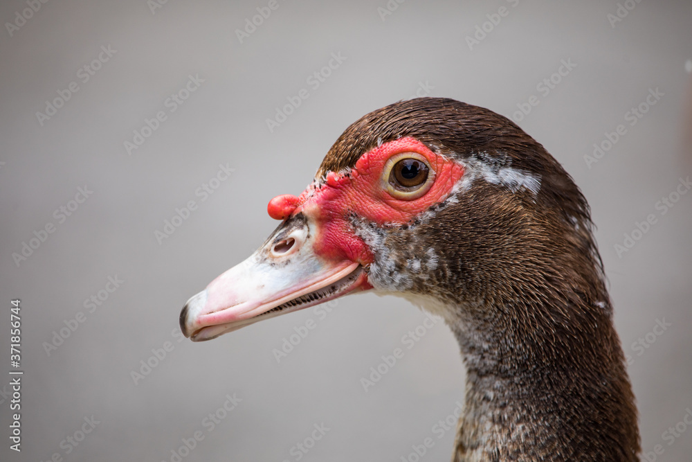 Portrait of a female Muscovy Duck Portrait of a female Muscovy Duck