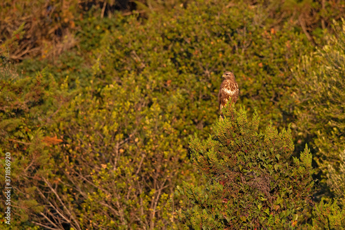 A Steppe buzzard (Buteo vulpinus)perched high on a tree early in the morning light.