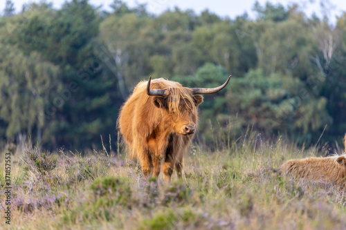 Highland cattle is standing in the grass at the veluwe