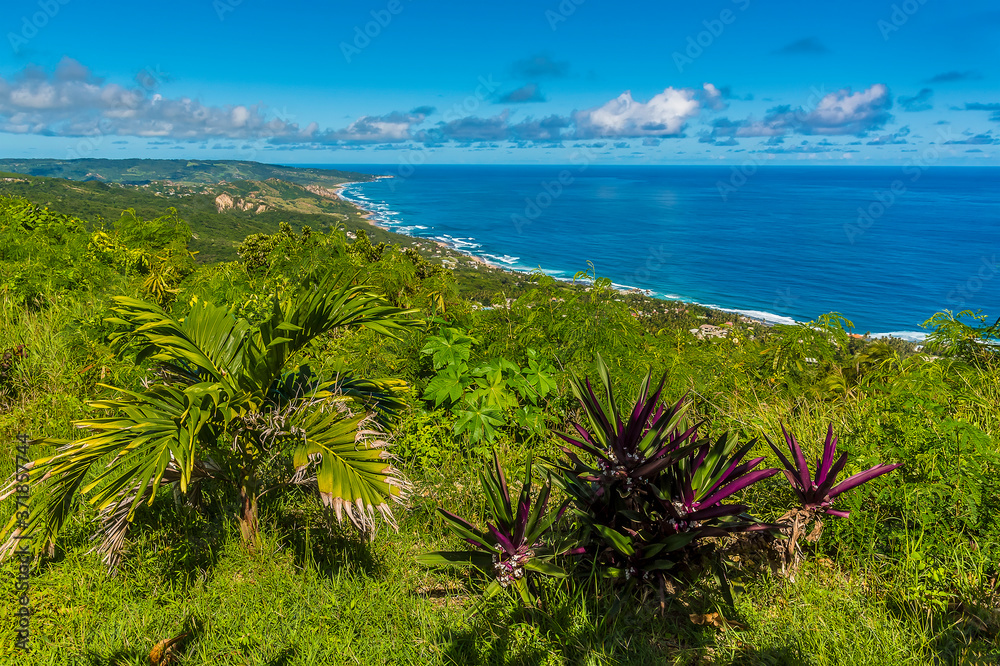 A view past boat lily plants on Hackleton Cliffs along the Atlantic coast in Barbados