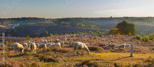 Posbank National park Veluwe, purple pink heather in bloom in the morning. Sheeps on the veluwe
