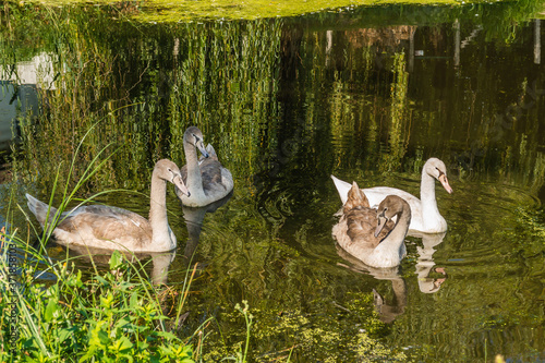 Young swans in the natural environment in the Vojvodina town of Srbobran  photo