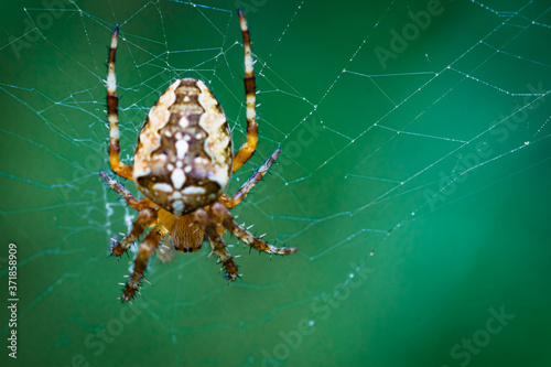 The (European) garden spider