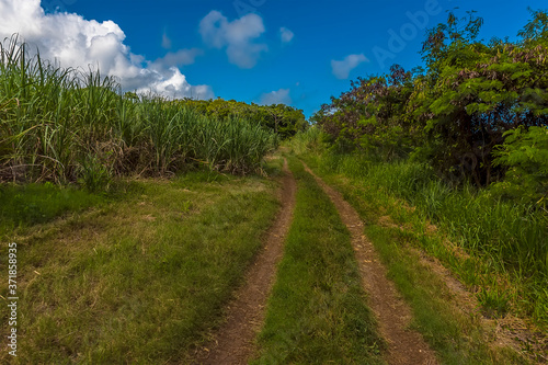 Off-road tracks through the sugar cane growing on the Atlantic coast of Barbados