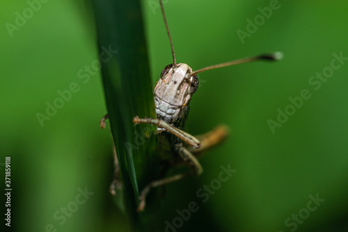 two-colored grasshopper