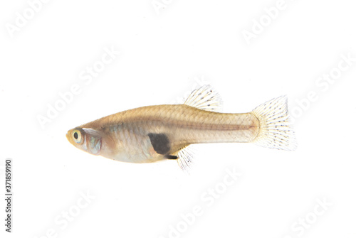 Mosquitofish in studio photo