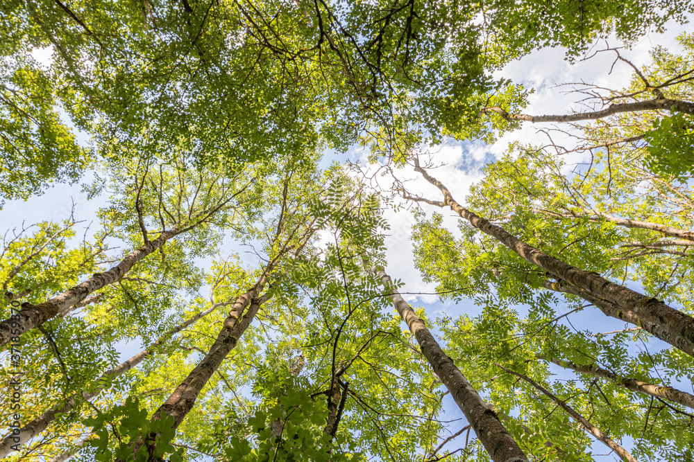 Fototapeta premium Wald