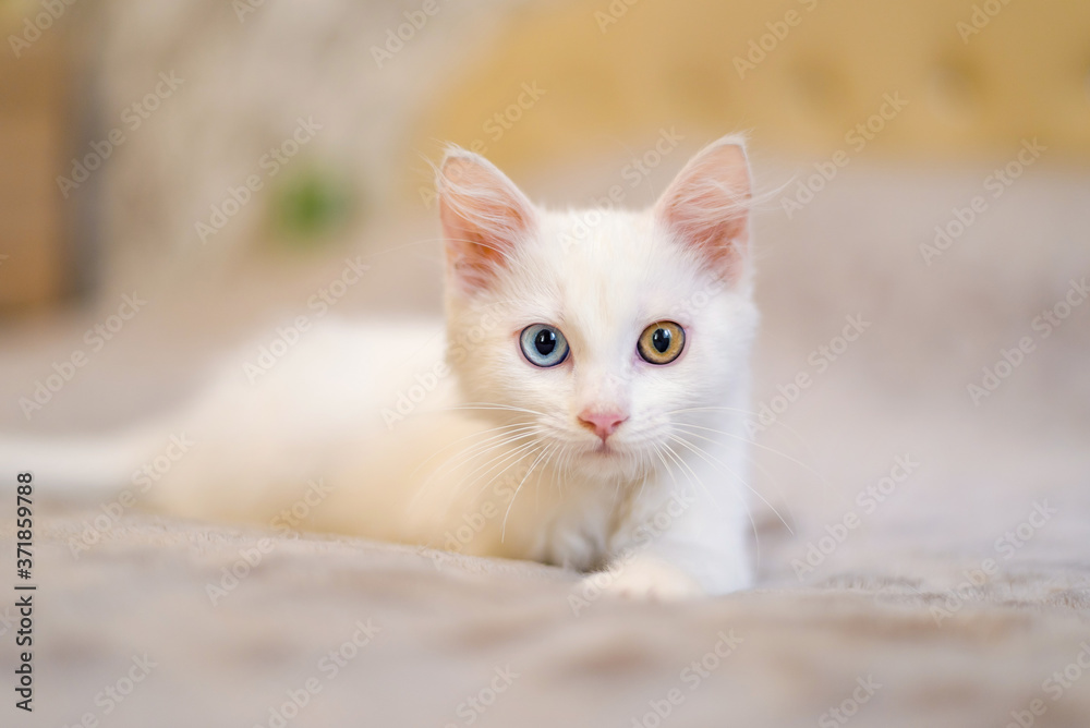 eyes blue kitty cat animal